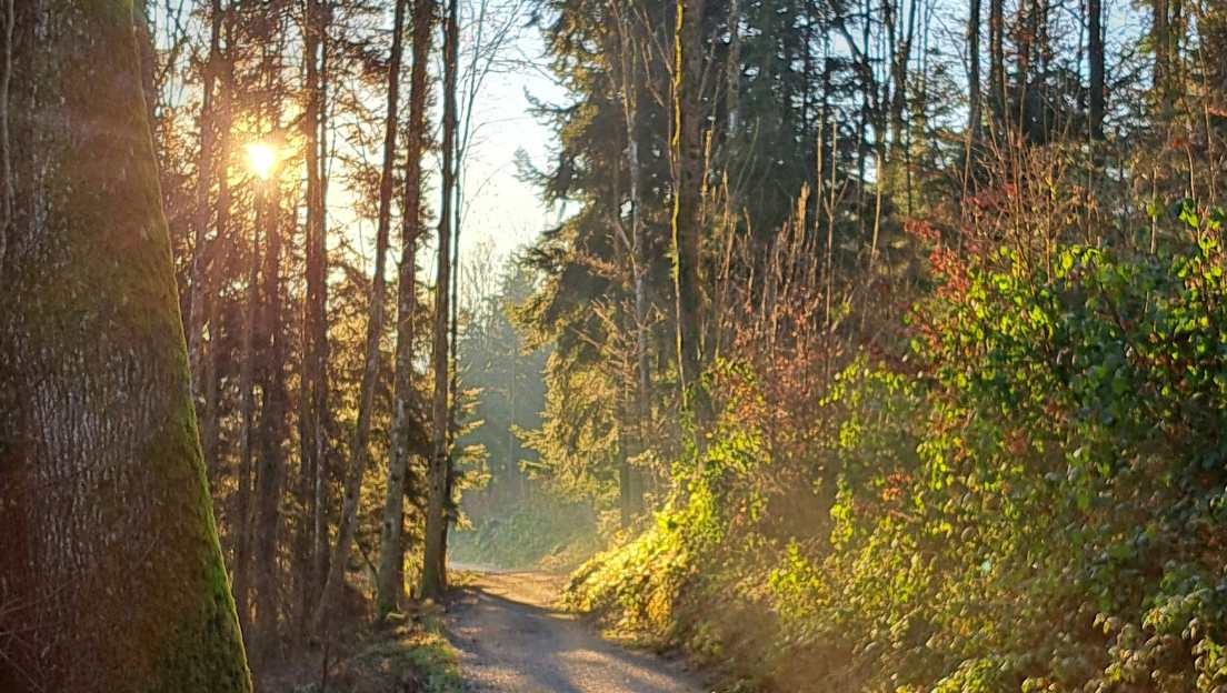 „Wald im warmen Licht – Visualisierung des spirituellen Schleiers“
